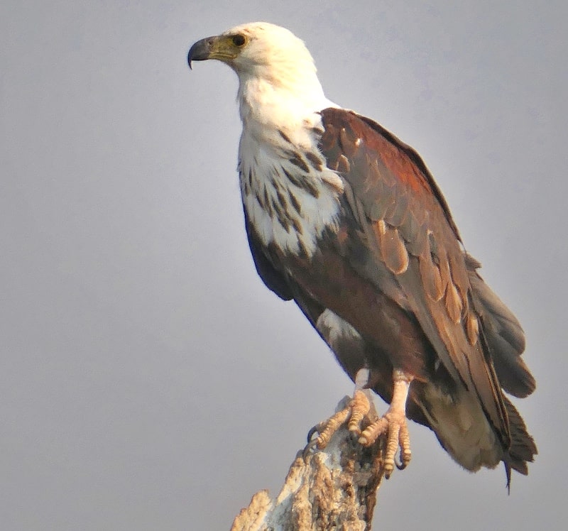 african-fish-eagle-chobe-national-park