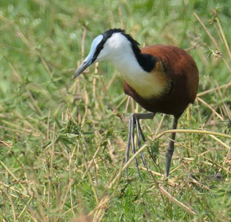 african-jacana-birds-of-chobe-national-park