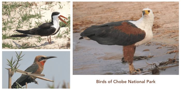 16 Remarkable birds of Chobe National Park in Botswana