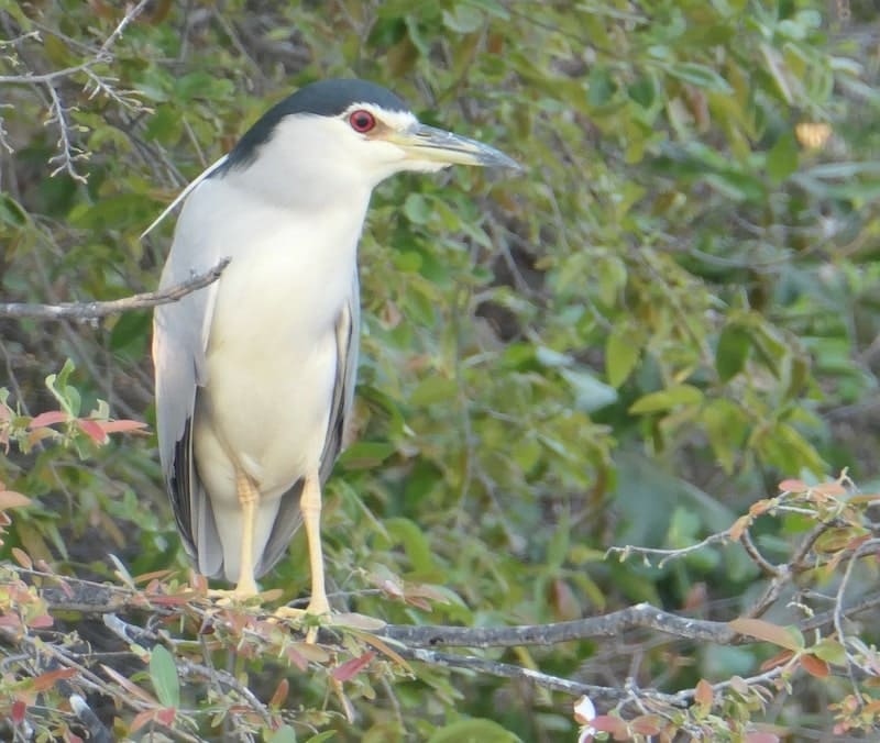 black-crowned-night-heron-chobe-national-park