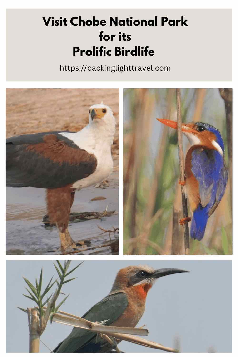 birds-of-chobe-national-park