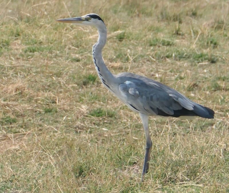 grey-heron-chobe-national-park