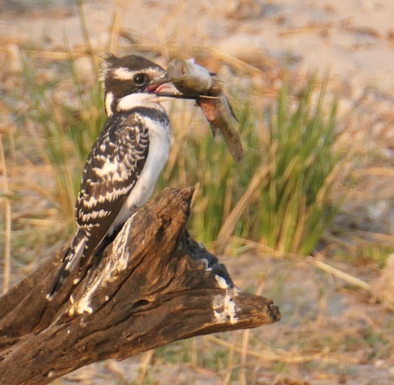 pied-kingfisher-chobe-national-park