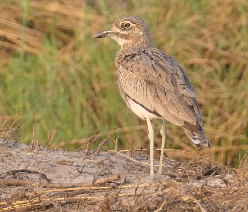 water-thick-knee-chaboe-national-park-birds