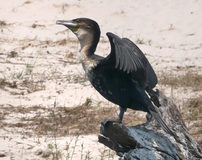 white-breasted-cormorant-chobe-national-park