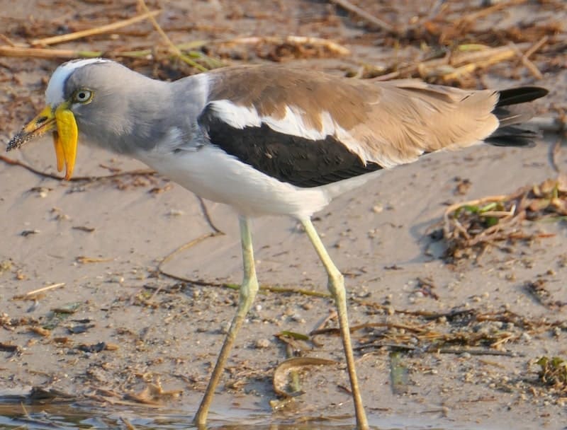 white-crowned-lapwing-chobe-national-park