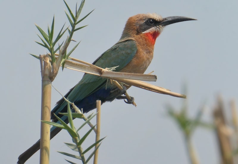 white-fronted-bee-eater-chobe-national-park