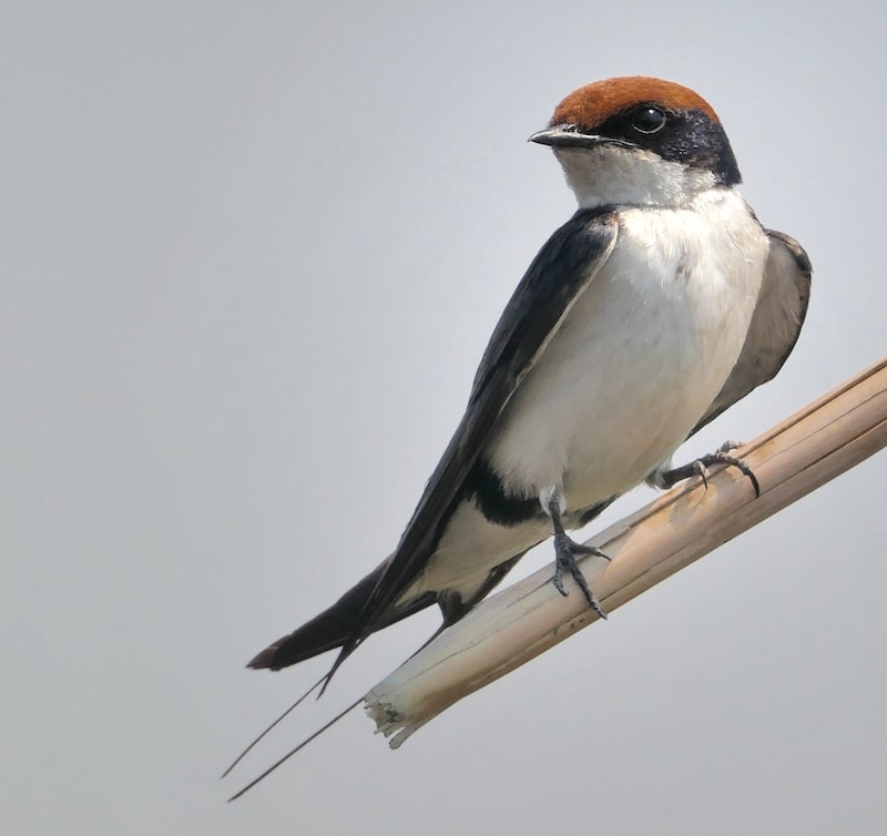 wire-tailed-swallow-chobe-national-park