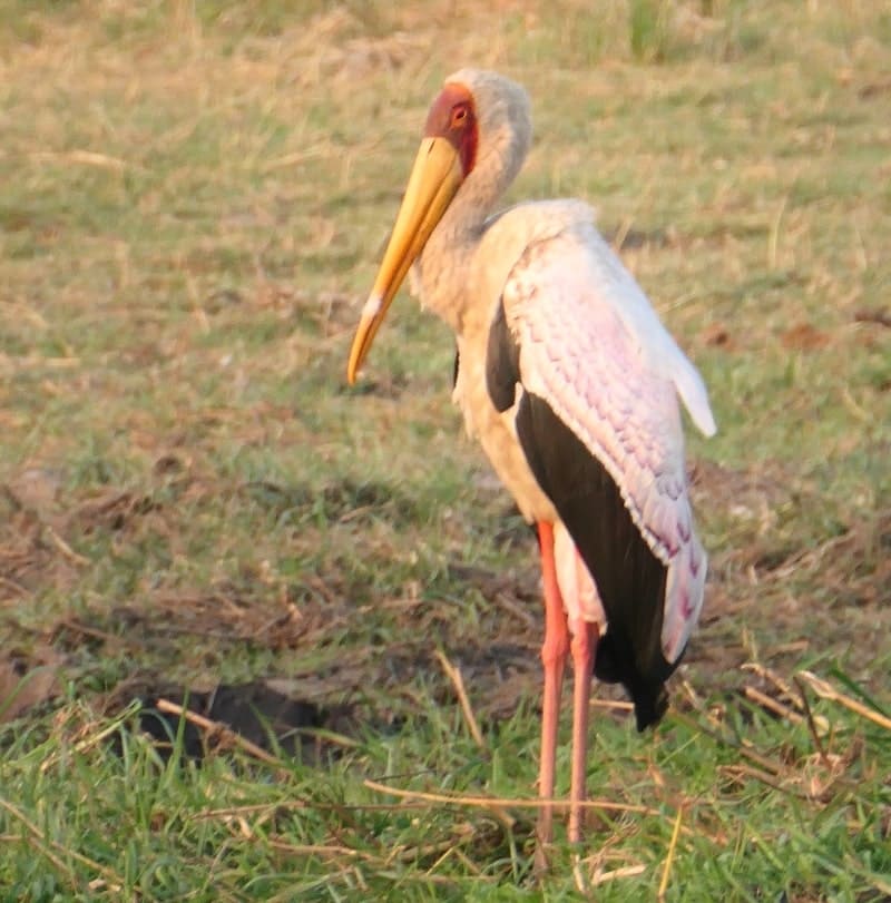 yellow-billed-stork-chobe-national-park