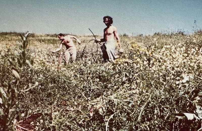 tending-olive-trees-galilee-israel