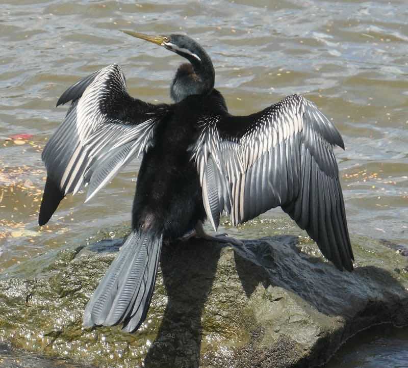 australian-darter