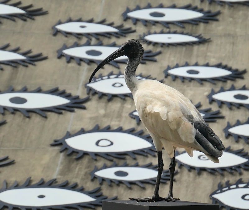 ibis-bird-brisbane