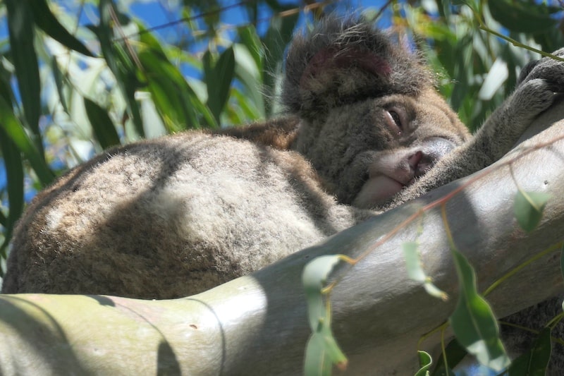 koala-north-stradbroke-island
