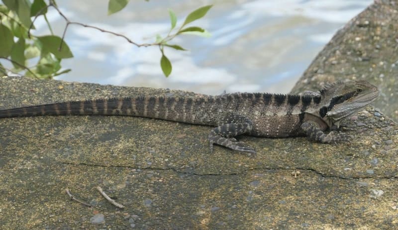 water-dragon-lizard-brisbane