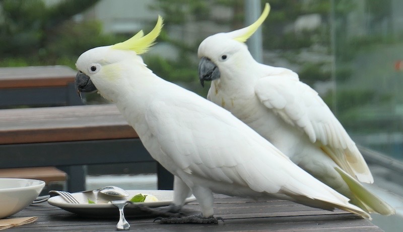 cockatoos-lorne-hotel-great-ocean-road-australia
