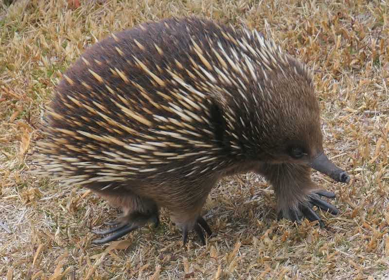 echidna-great-ocean-road-australia