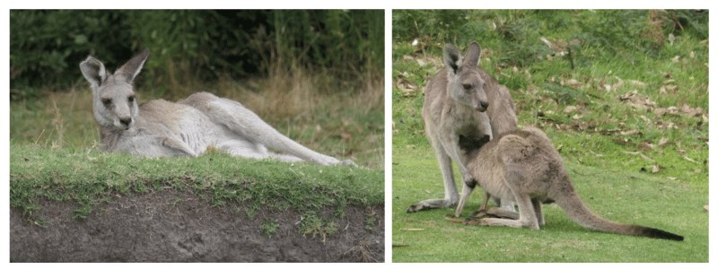 kangaroos-anglesey-golf-course-great-ocean-road-australia