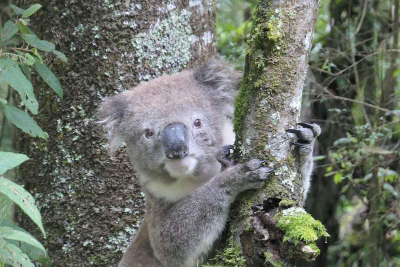 koala-cape-otway-national-park-great-ocean-road-australia