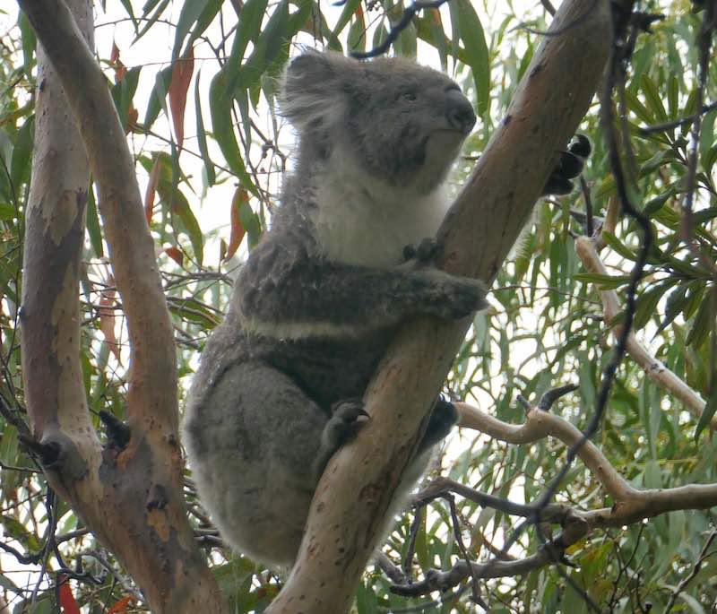 koala-kennet-river-koala-walk-great-ocean-road-australia