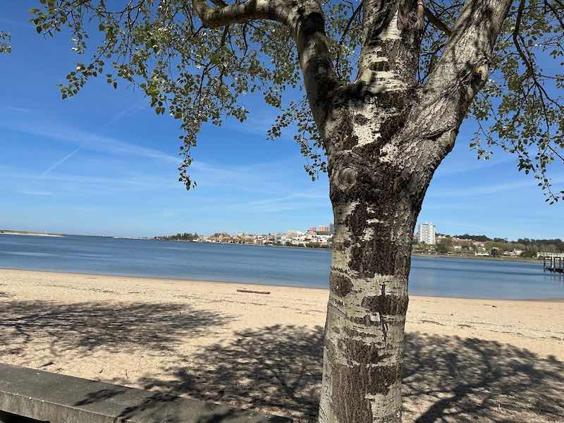 cork-trees-afurada-porto