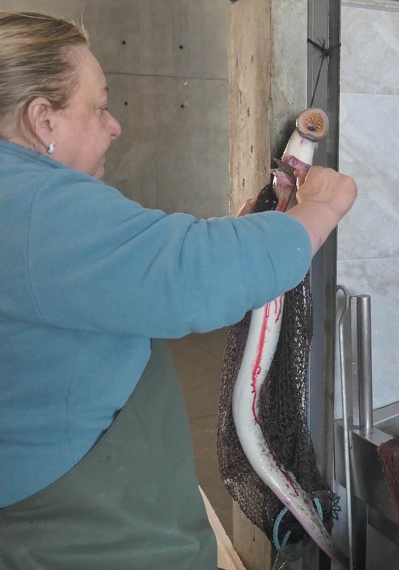 lamprey-eel-afurada-porto