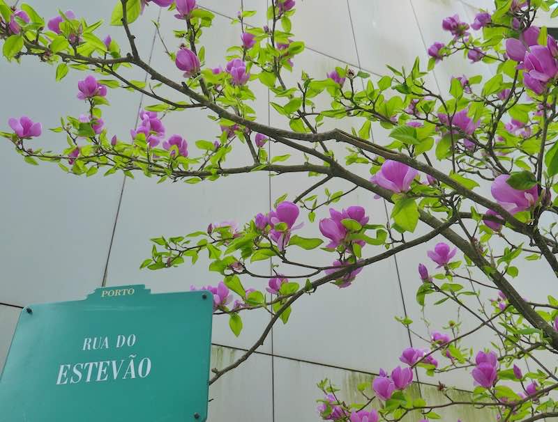 spring-blooms-magnolia-porto