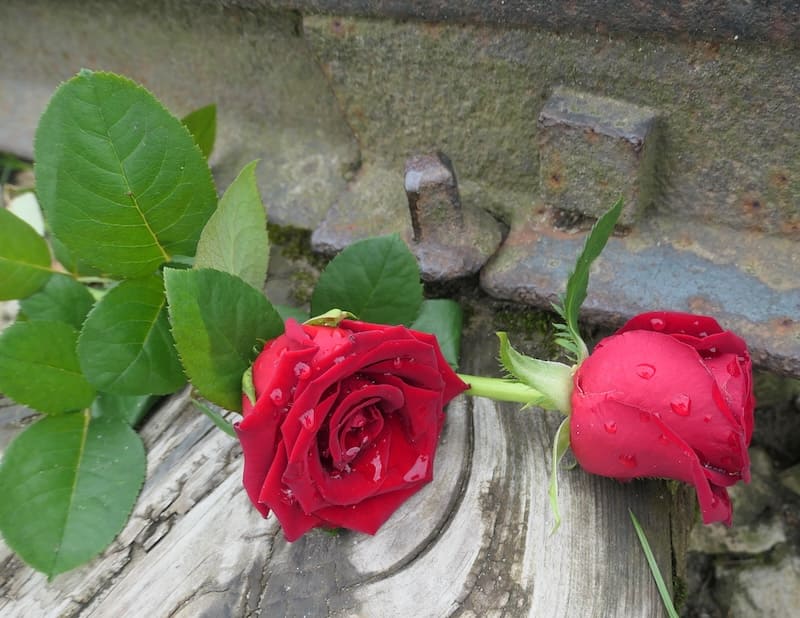roses-on-tracks-auschwitz-birkenau